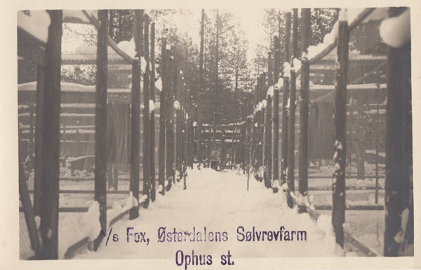 A/S Fox, Østerdalens Sølvrevfarm Ophus st.
